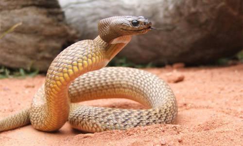 世界上最毒的蛇排名