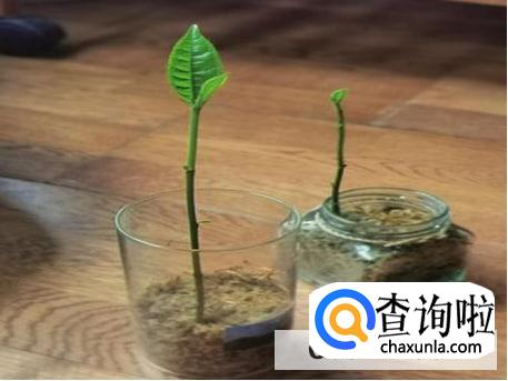 怎么发芽栽种菠萝蜜核