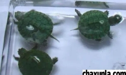 怎么养乌龟