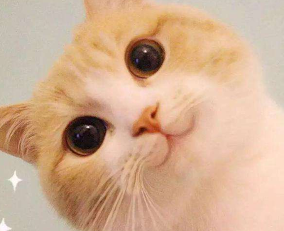 吸猫摊是什么职业