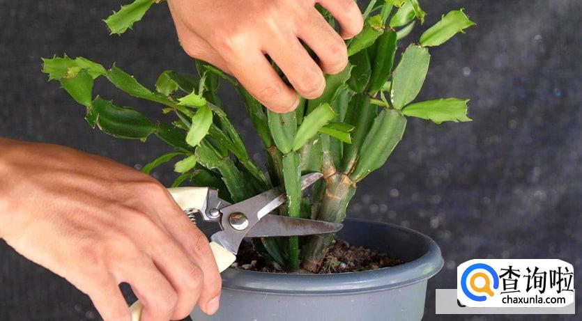 蟹爪莲怎样修剪