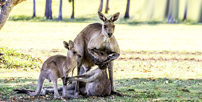 australia是什么意思中文