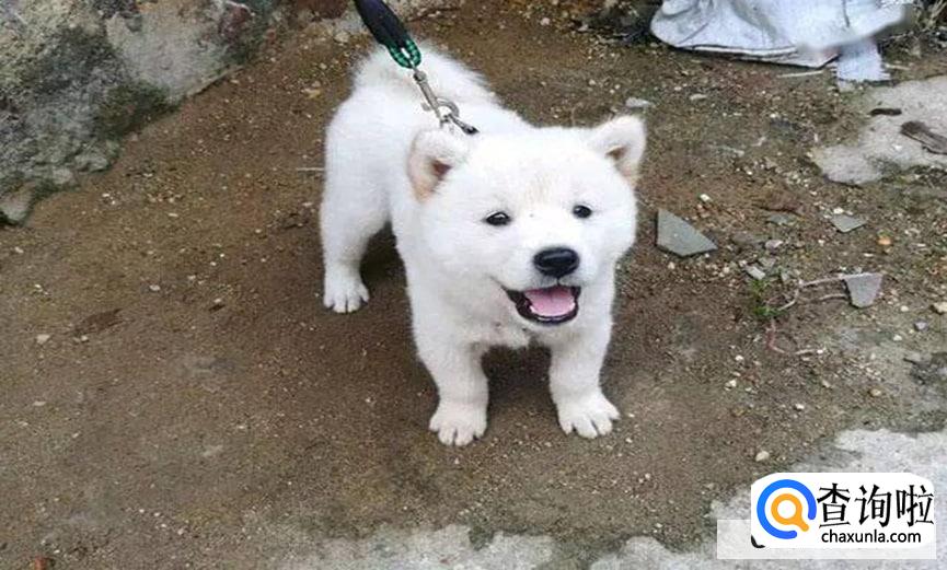 养土狗怎么养比较好