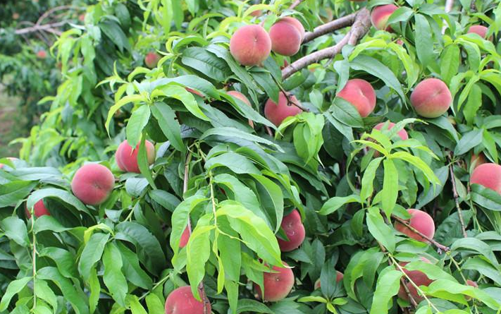 桃是什么时候成熟的？