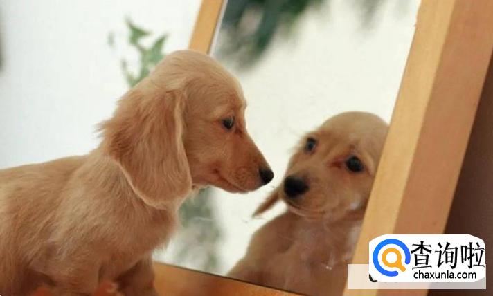 为什么狗在晚上会朝某一处嚎叫,细看却什么也没有?