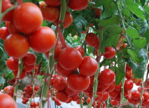 tomato是什么意思