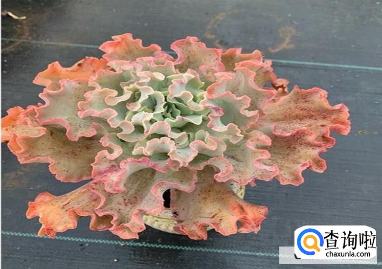 高沙多肉好养么怎么养