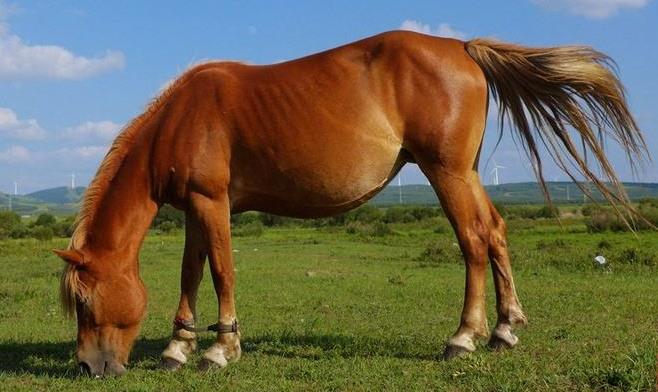 为什么说马无夜草不肥