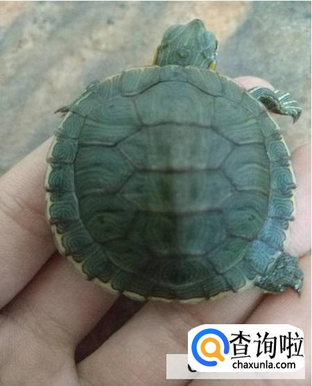 乌龟长大如何换壳