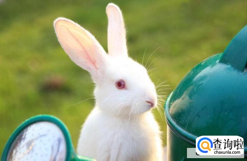 宠物兔子怎么养