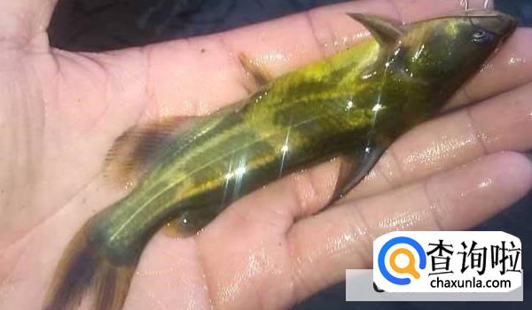 黄颡鱼的食用方法有哪些