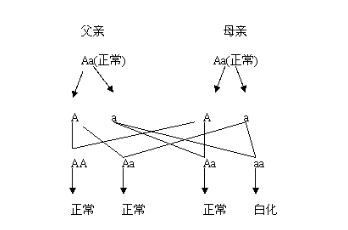 人类肤色遗传规律