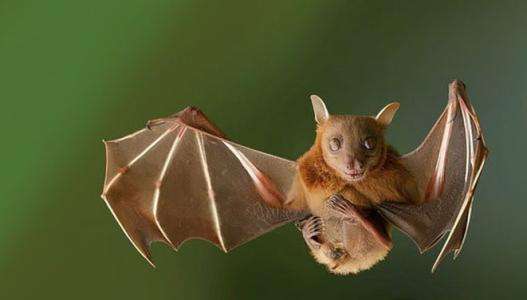 为什么那么多人吃蝙蝠