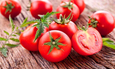 番茄可以生吃吗
