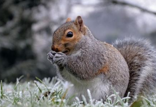 什么动物睡觉方式很有趣