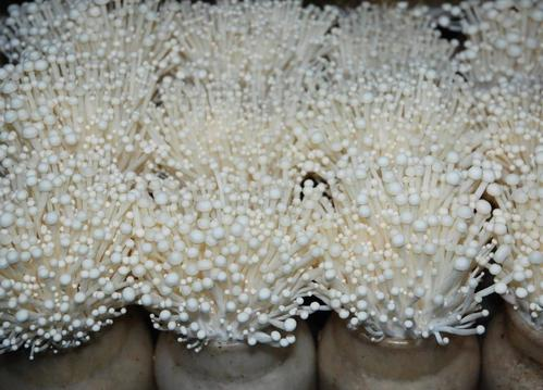 吃剩的金针菇根怎么种出新的