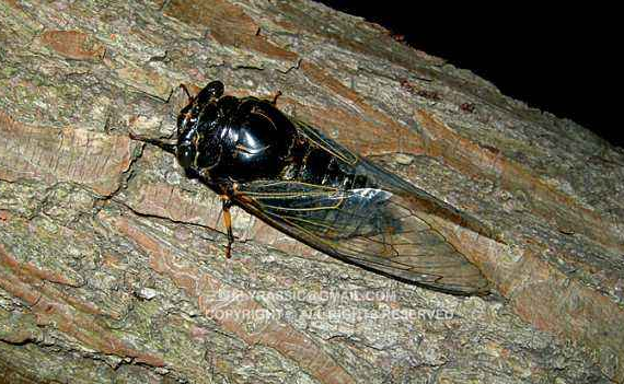 摸爬叉什么意思