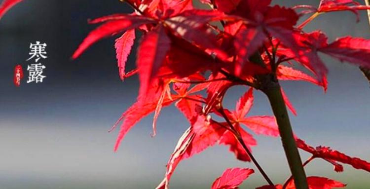 寒露节气的含义