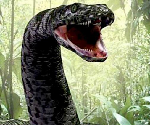 世界上最大的蛇