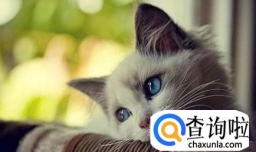 如何识别猫咪身上的猫癣