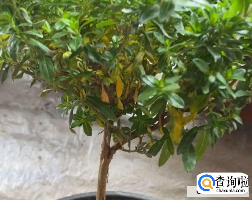 花的叶子为什么变黄？