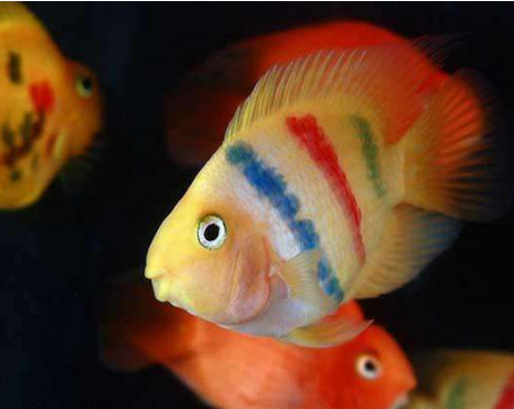 鹦鹉鱼怎么养
