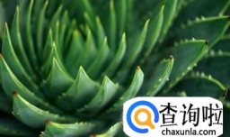 芦荟怎么吃？