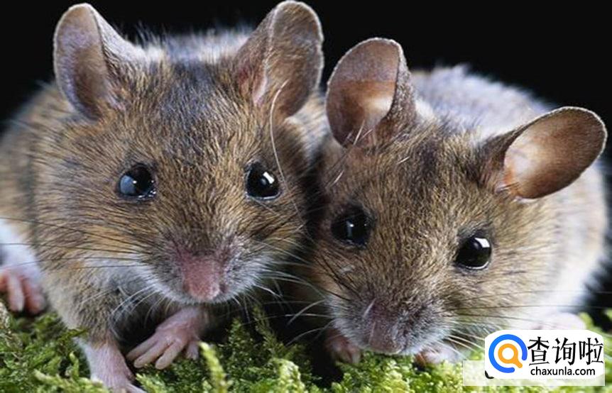 家进老鼠了怎么消灭老鼠