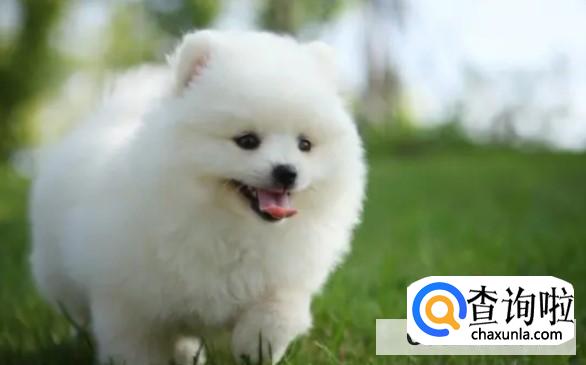 博美狗狗适合上班族喂养吗？