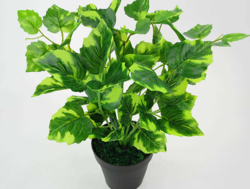 过期的纯奶可以怎么处理