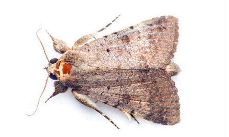 房间有飞蛾怎么办