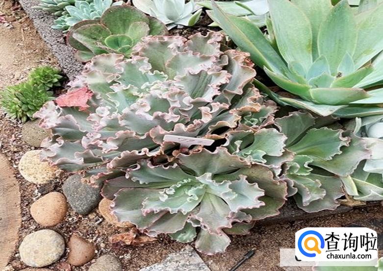 高沙多肉好养么怎么养