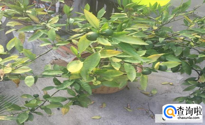 桔子树黄叶落叶怎么办合适