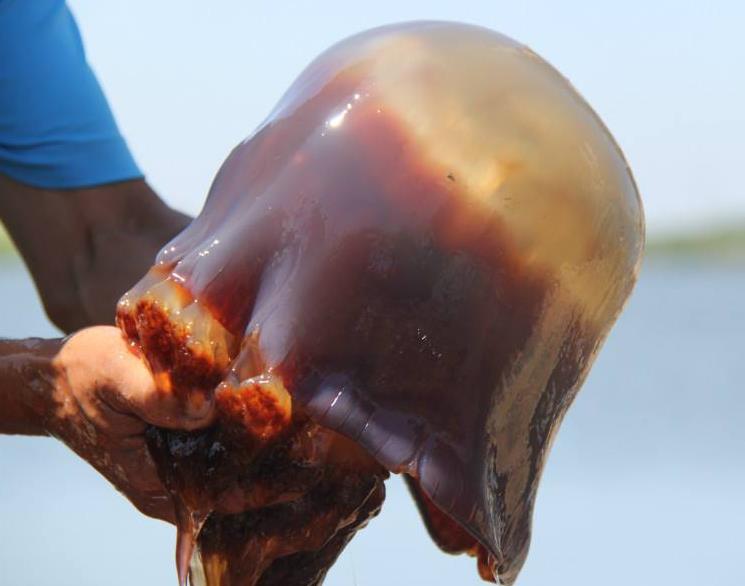 为什么海蛰会螫人