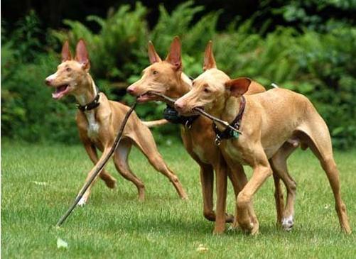 世界上最贵的狗