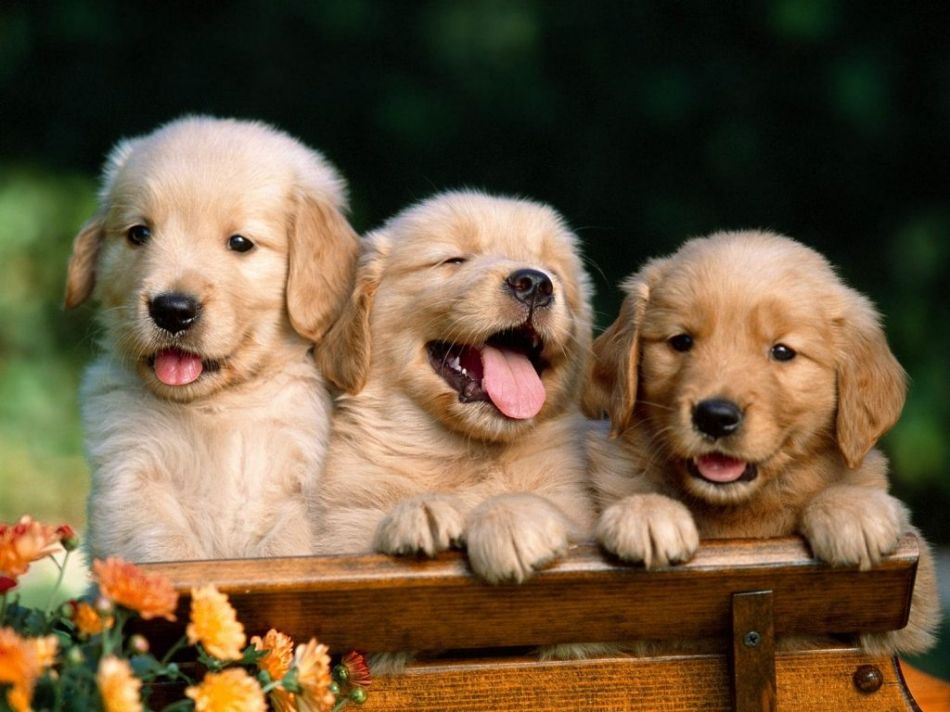 金毛犬怎么训练