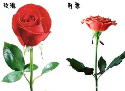 怎样区分月季和玫瑰？