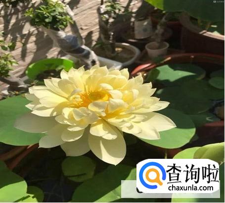 怎么养佛花千瓣金莲