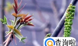 核桃花怎么吃