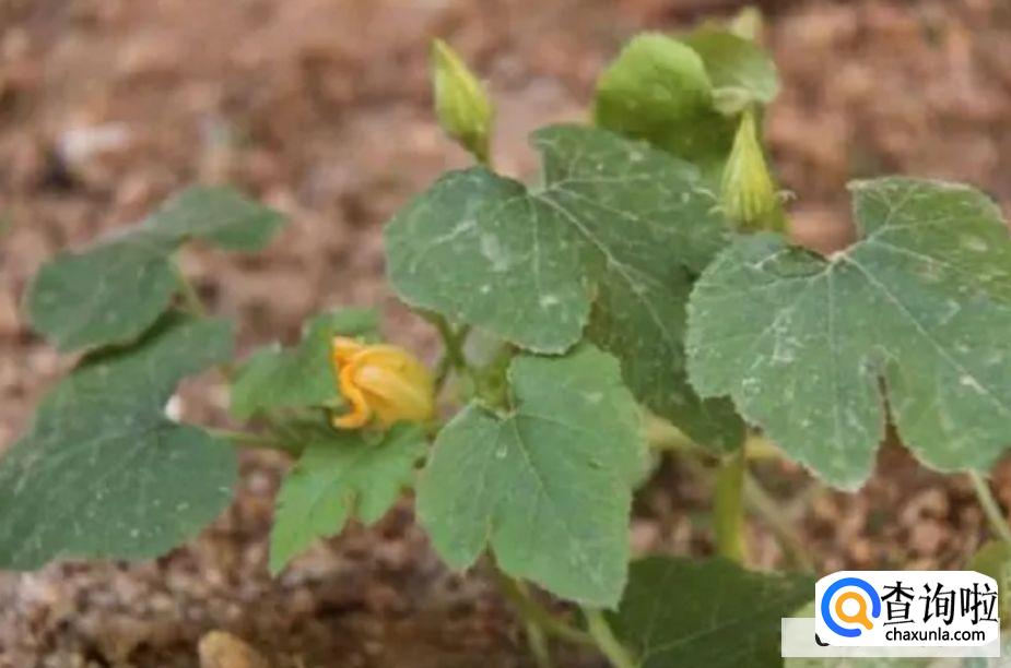 南瓜子怎么发成芽