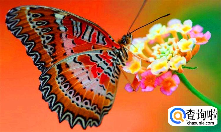 蝴蝶的家在哪里