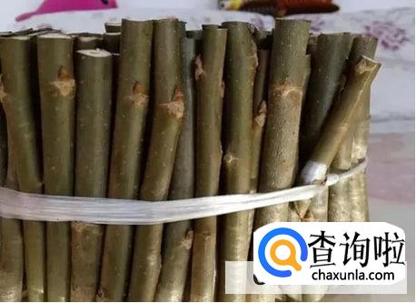 柳枝制作生根水浸泡几天合适
