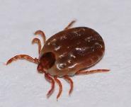 狗狗被蜱虫咬了该怎么办