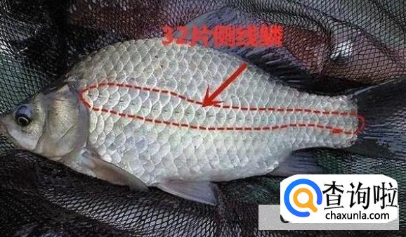 如何辨别鲫鱼是不是野生的