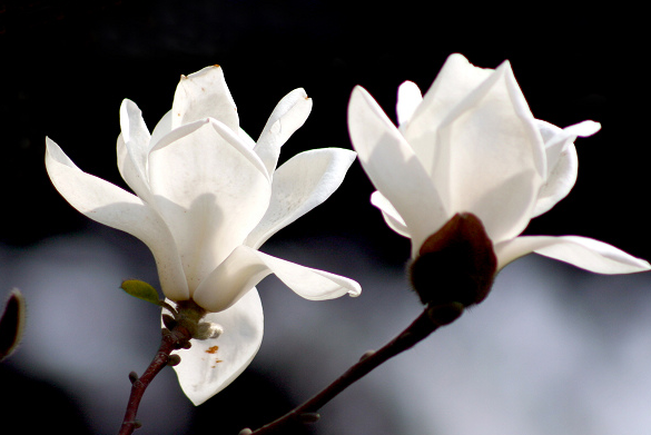 玉兰花是什么
