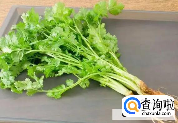 香菜老了还能吃吗功效有哪些