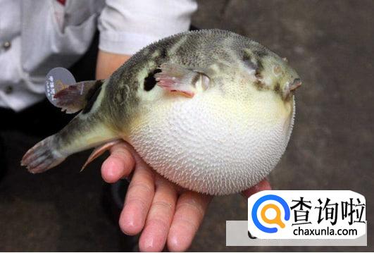 河豚最毒的部分是那些？