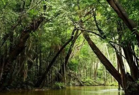 热带雨林对环境的影响