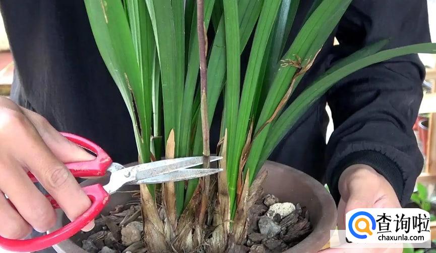 兰花怎样施肥才能花多芽多观赏价值高