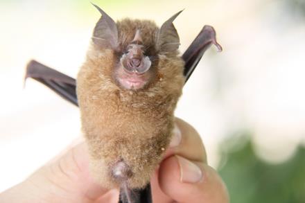 2003年引起非典的真正原因是什么